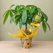 Money Tree