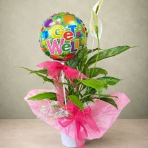 Peace Lilly