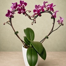 Heartfelt Orchid Bliss